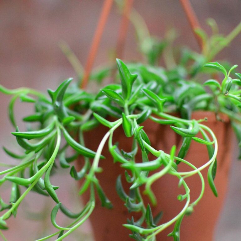 Soignez votre Plante Succulente "Chaine de Dauphins" à la Maison