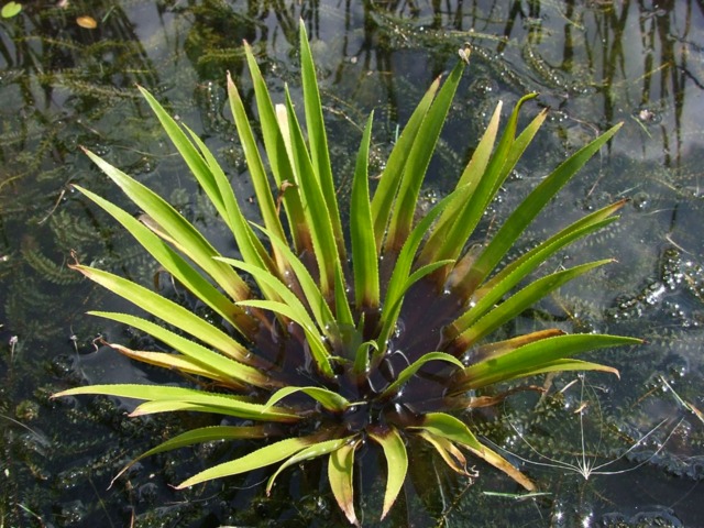 Stratiotes aloides - Aloès d'eau