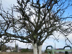 Arbre fruitier à restaurer