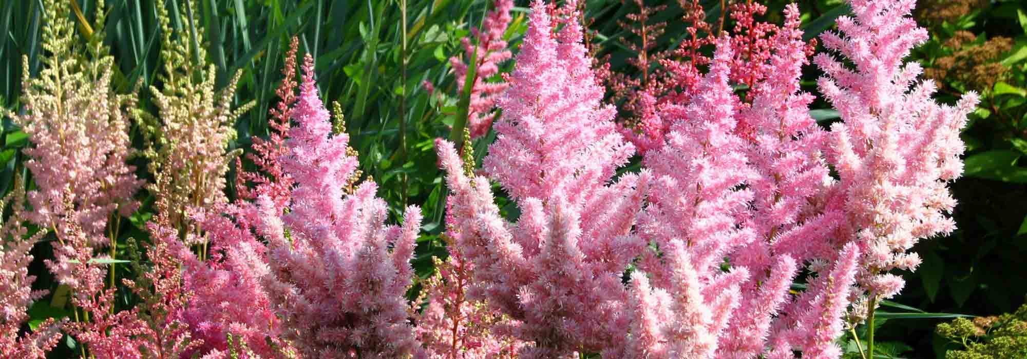 Astilbe : plantation, culture et entretien - Nos conseils