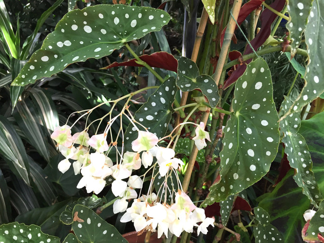 Tamaya à fleurs blanches (Begonia maculata)