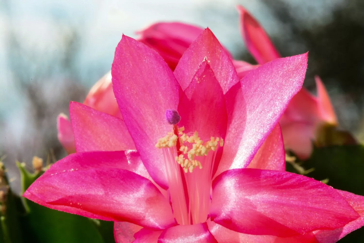 pink flower of Thanksgiving cactus with visible pollen