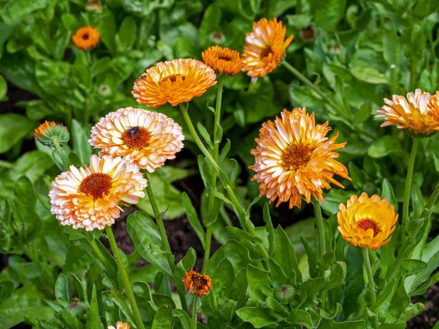 Souci 'Pink surprise' (Calendula officinalis)