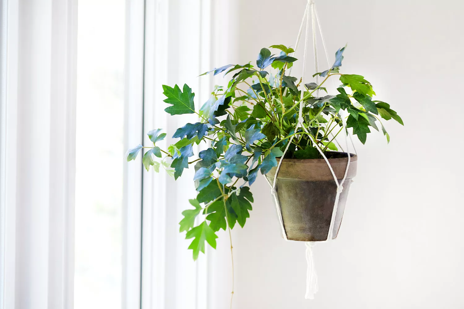 Porte-plantes en macramé DIY