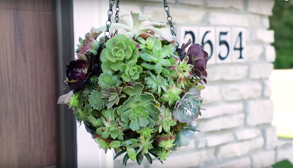 Boule de succulentes suspendue