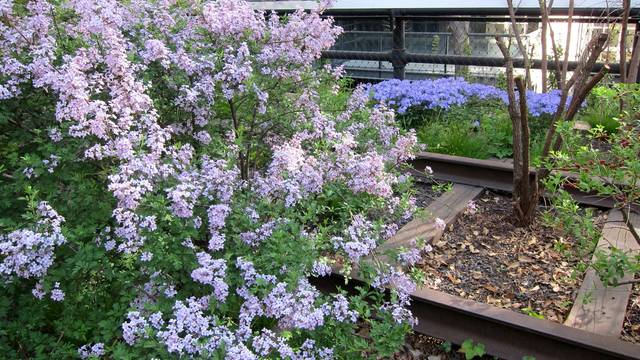 Lilas à feuilles de persil, Syringa x laciniata