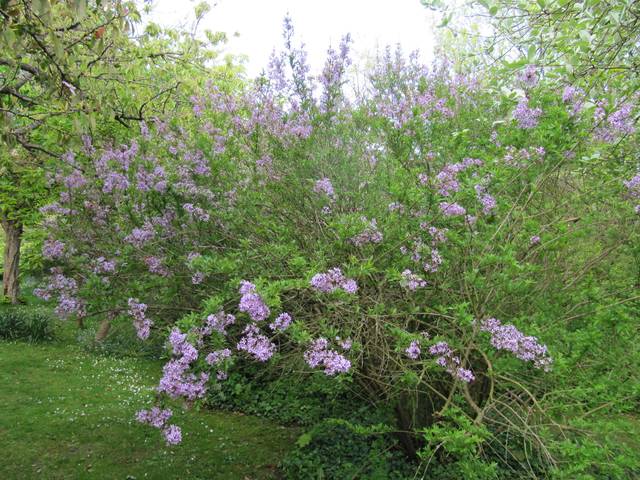 Syringa x laciniata, lilas de Perse