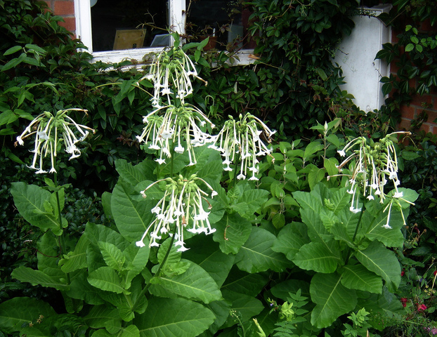 Nicotiana sylvestris - Tabac sylvestre