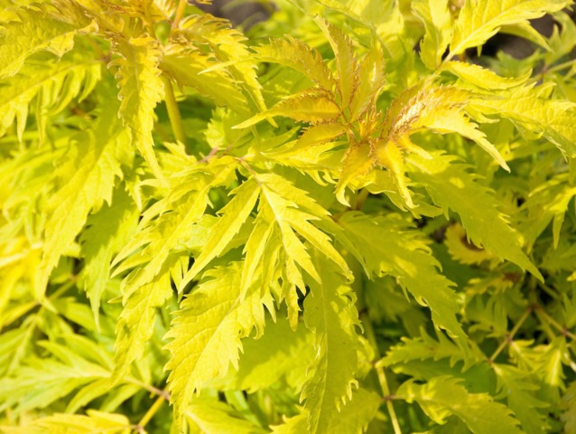 Sambucus nigra 'Aurea'