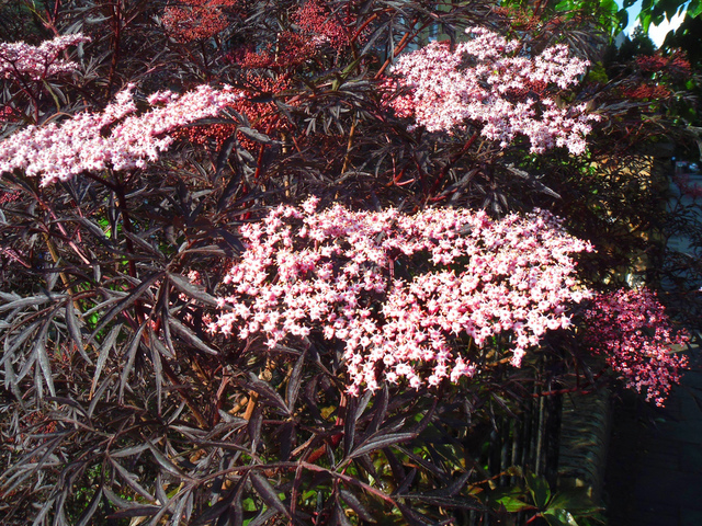 Sambucus nigra 'Black Beauty'