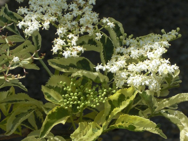 Sambucus nigra 'Madonna', feuillage panaché