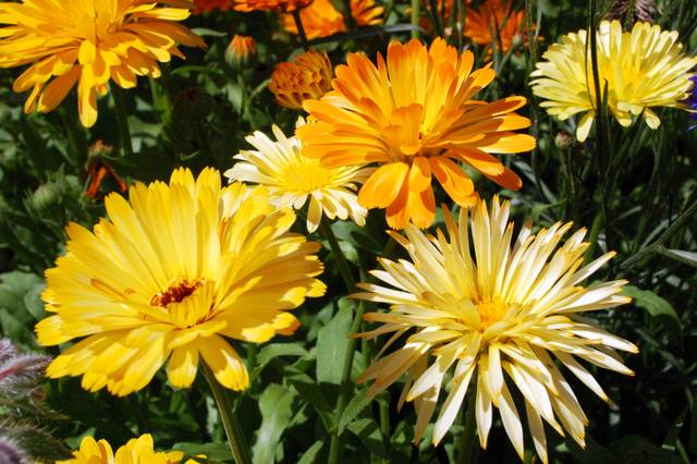 Variétés de souci (Calendula officinalis)