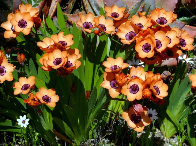 Sparaxis elegans