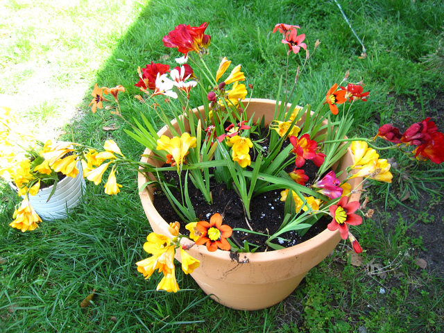 Sparaxis et freesia en pot