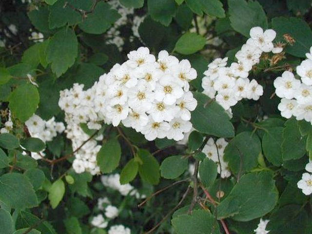 Spiraea x vanhouttei - fleurs & feuillage