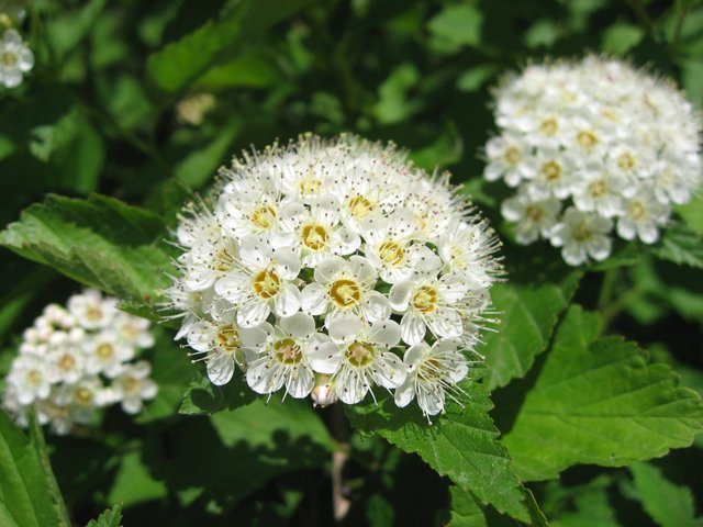 Spirée de Van Houtte : fleur