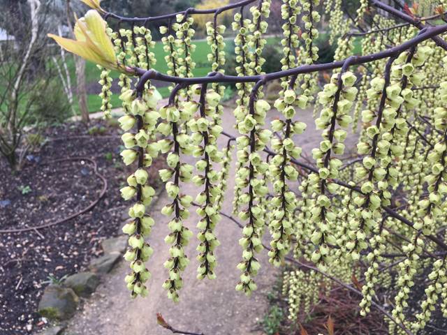 Fleurs de Stachyurus chinensis