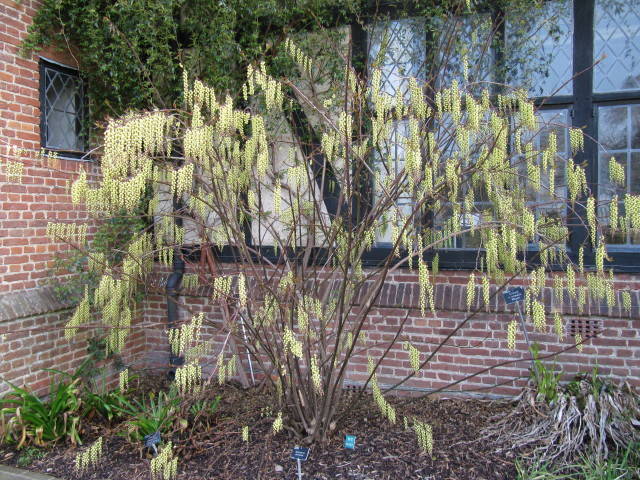 Stachyurus chinensis planté devant une façade