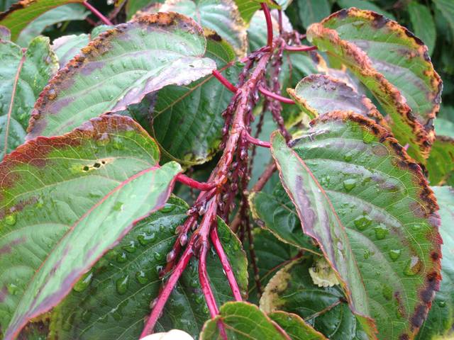 Stachyurus chinensis : feuillage virant au rouge en octobre