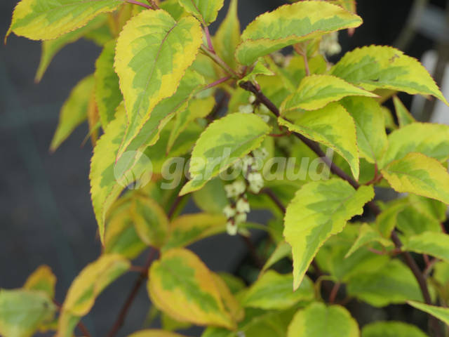 Stachyurus chinensis 'Joy Forever' - feuillage