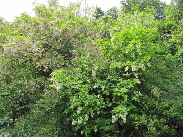 Staphylea pinnata dans un bosquet d'arbustes