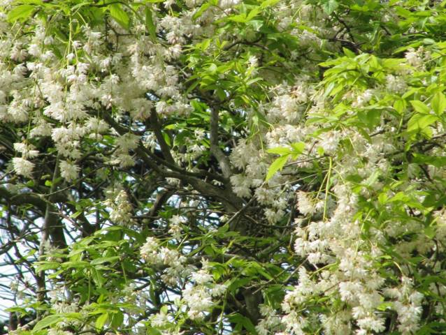 Staphylea pinnata, faux pistachier