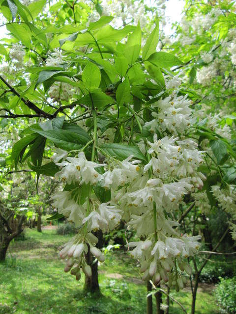 Fleurs de Staphylea pinnata, faux pistachier