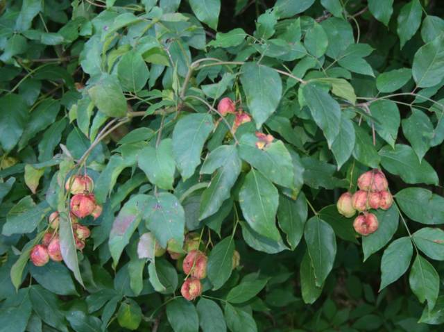 Fruits de Staphylea pinnata