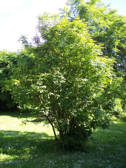 Staphylea pinnata