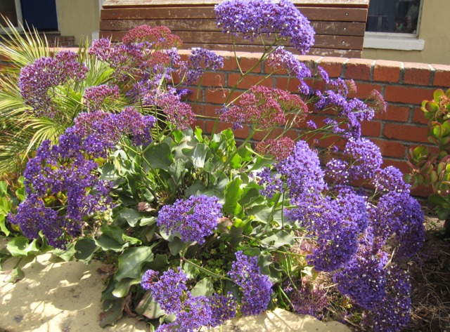 Statice des Canaries (Limonium perezii)