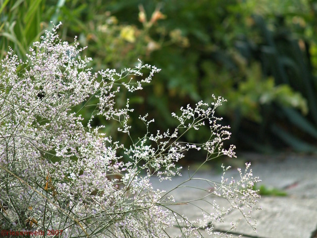 Statice latifolium