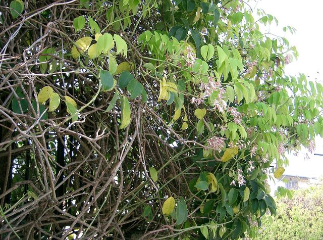 Stauntonia hexaphylla : une grimpante vigoureuse