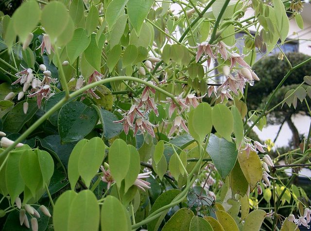 Stauntonia hexaphylla en fleurs