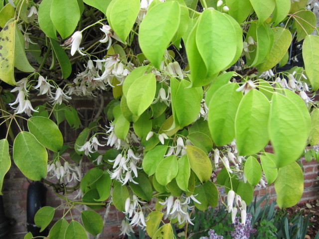 Stauntonia hexaphylla : floraison