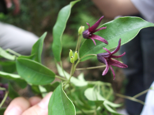 Stauntonia purpurea