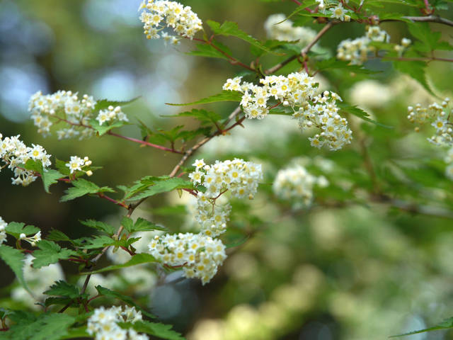 Stephanandra incisa (espèce type)