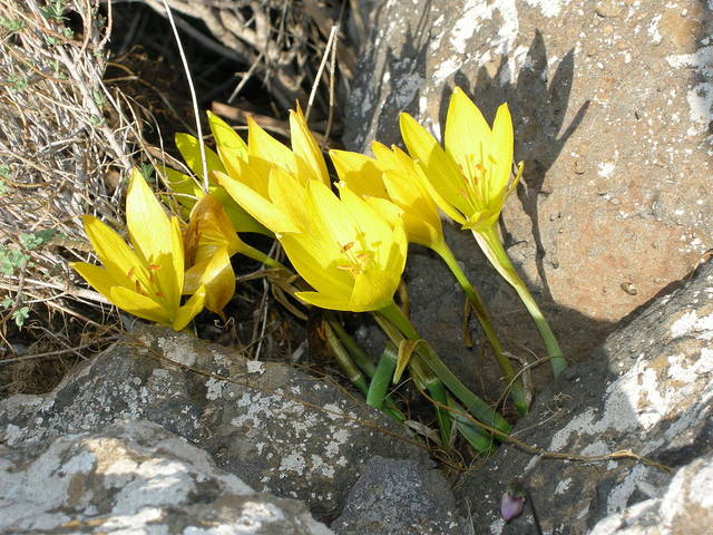 Sternbergia clusiana