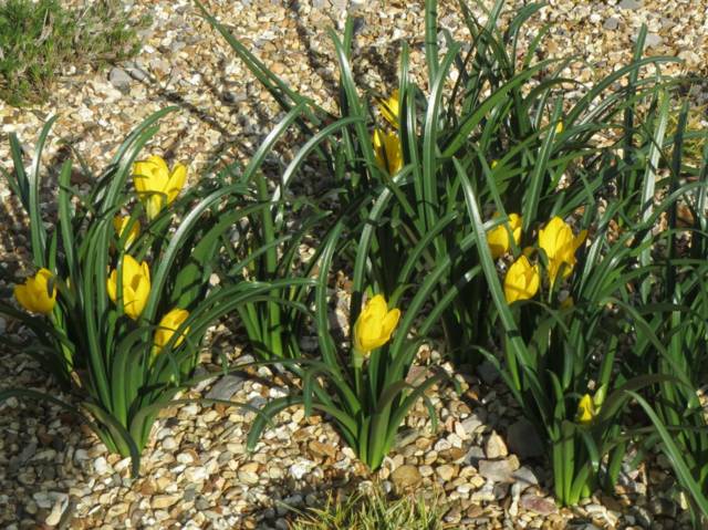 Sternbergia lutea angustifolia