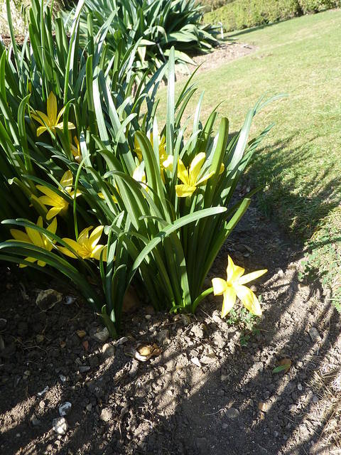 Sternbergia lutea planté en bordure