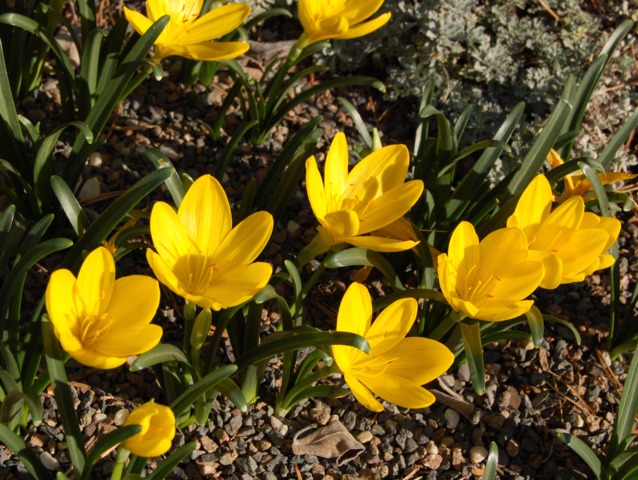 Sternbergia lutea