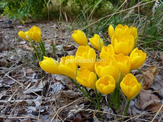 Sternbergias lutea