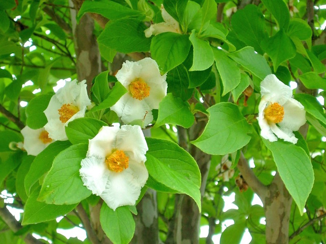 Stewartia pseudocamellia : floraison