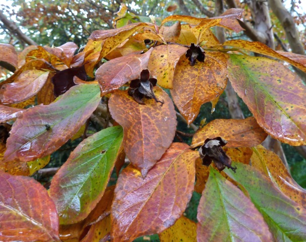 Feuillage automnal du Stewartia pseudocamellia