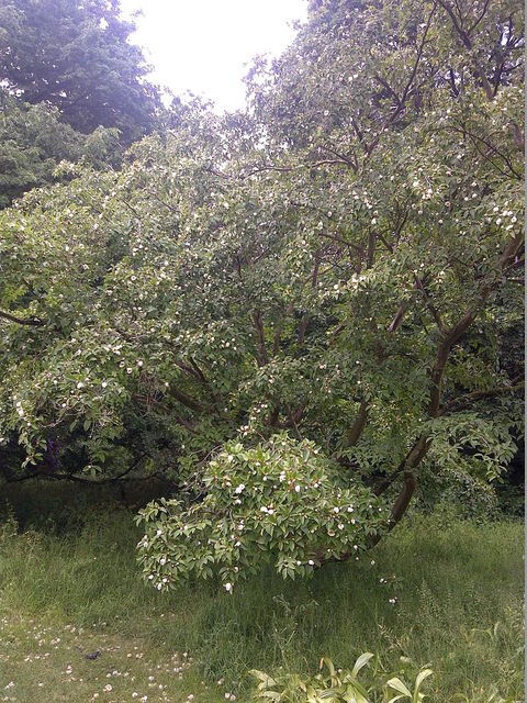 Stewartia pseudocamellia