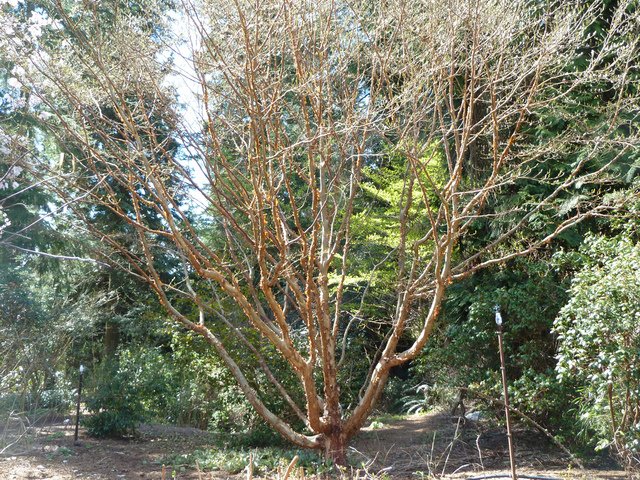 Stewartia sinensis au début du printemps