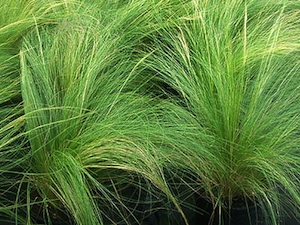 Stipa tenuifolia