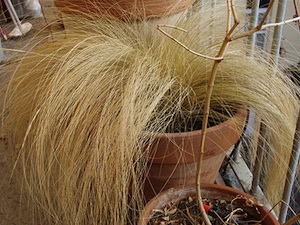 Stipa tenuifolia - Pot, hiver