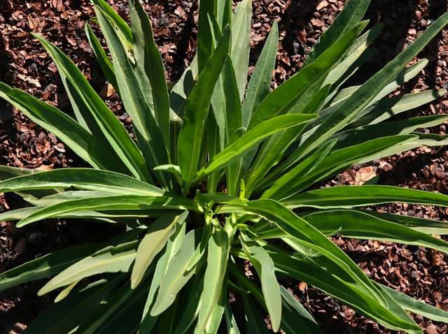 Stokesia laevis : feuillage hors floraison