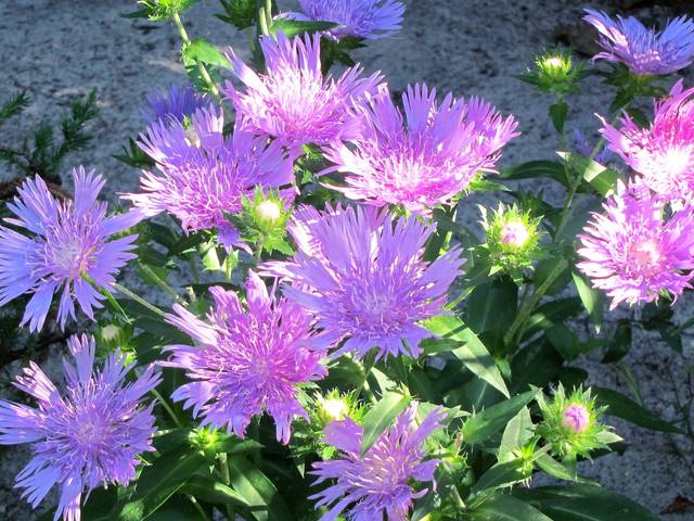 Stokesia laevis Peache's Pick