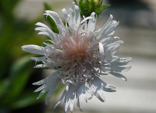 Stokesia laevis 'Traumerei White'